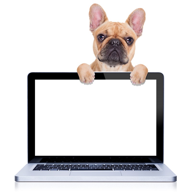 Hond meenemen naar het werk is een arbeidsvoorwaarde geworden